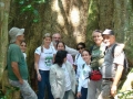 dendro_003.jpg